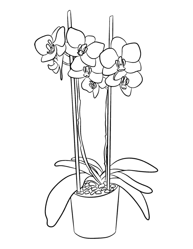 Orchid Coloring Pages Free Printable PDF Templates Life Should Cost