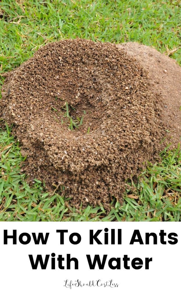 How To Kill Ants With Water. The Safe And Non Toxic Way To Remove Ants From Your Yard. Lifeshouldcostless.com  622x1024 