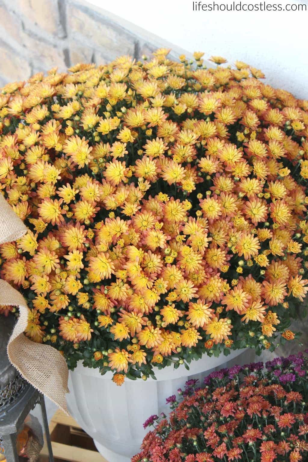 Beautiful fall mums! Get them at Costo!