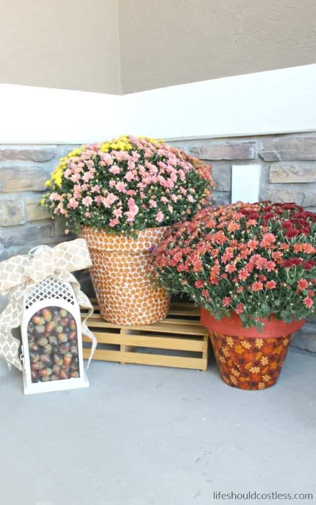 Autumn Print Potted Mums - Life Should Cost Less