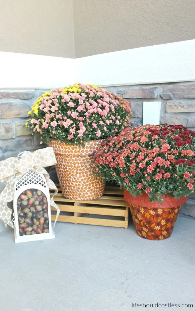 autumn-print-potted-mums