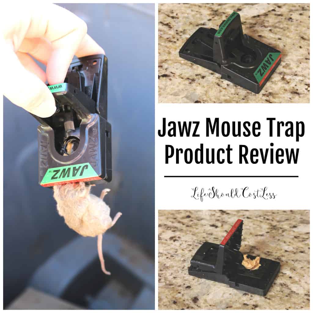 JAWZ™ Covered Mouse Glue Trap - J.T. Eaton