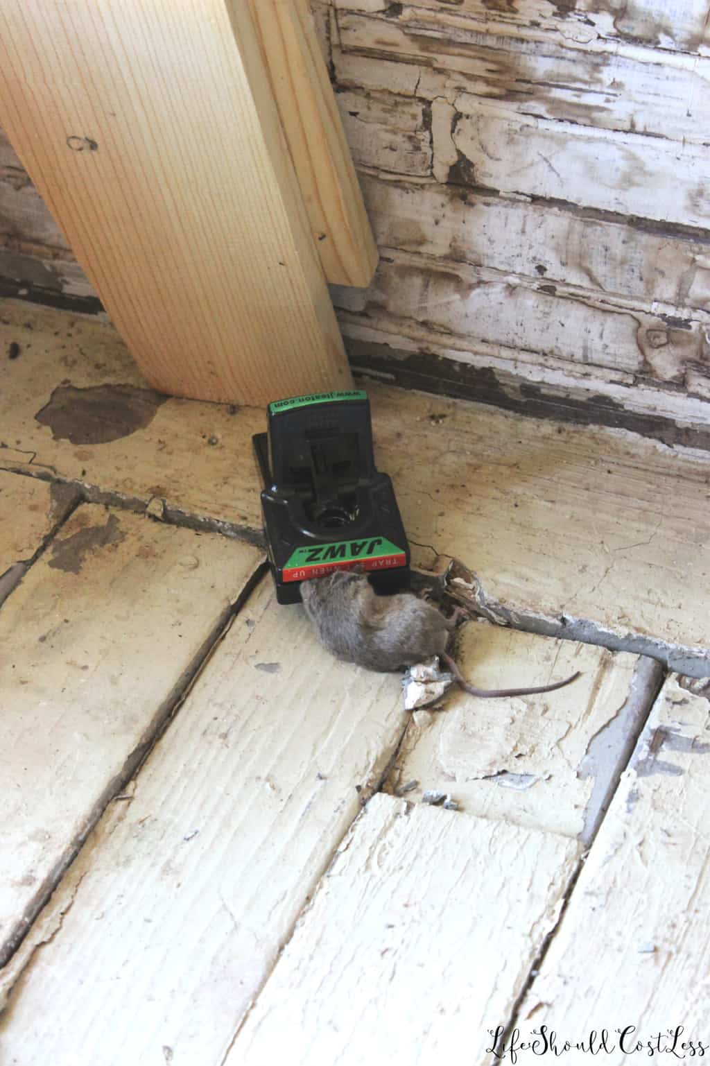 https://lifeshouldcostless.com/wp-content/uploads/2018/09/Mouse-In-Jawz-Mouse-Trap.-Jawz-Mouse-Trap-Product-Review.-lifeshouldcostless.com_.jpg