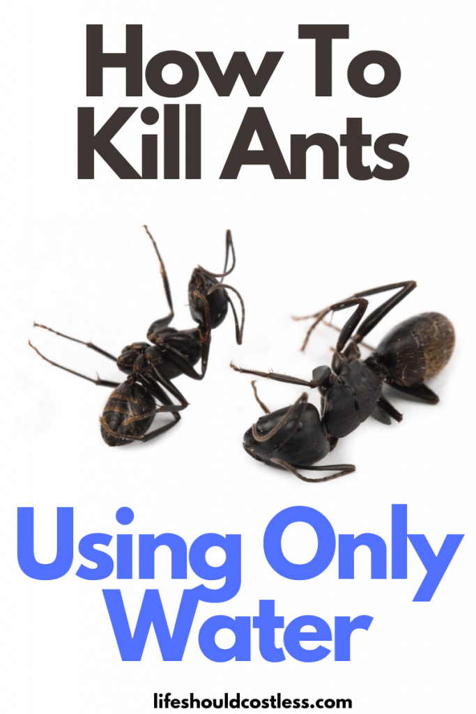 Easy way to kill ants with water. Can water kill ants? Yes it can! lifeshouldcostless.com