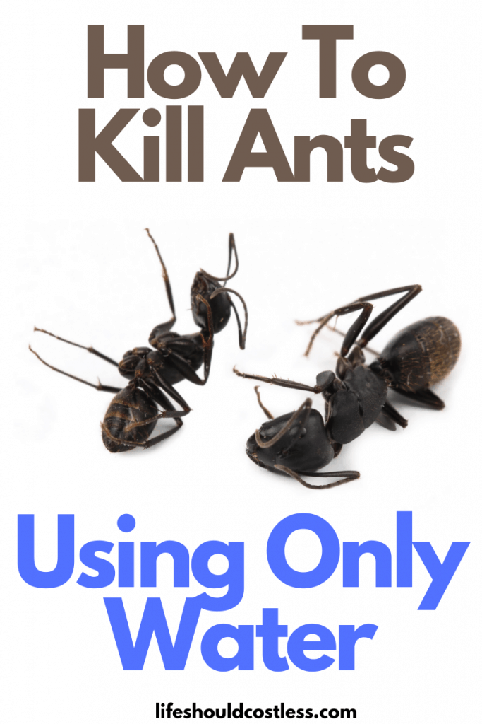 How To Kill Ants 2 683x1024 