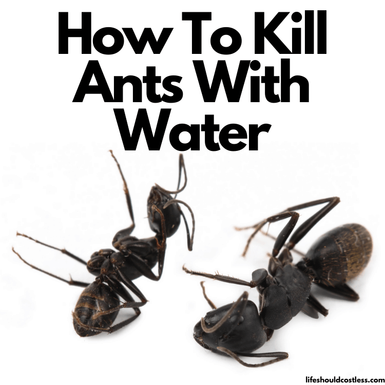 How To Kill Ants With Water 
