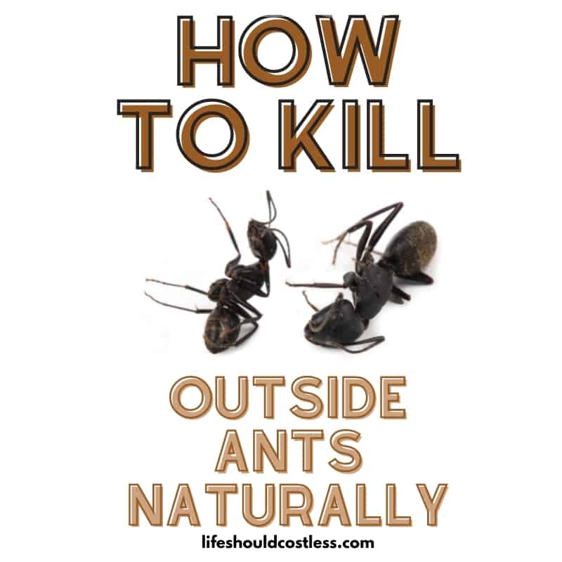 how to kill ant colonies in yard/outside.