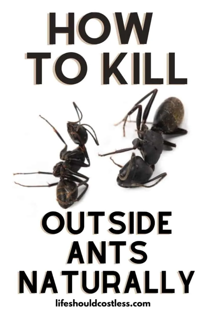 How to kill fire ant piles outside. Easy way to kill ants.