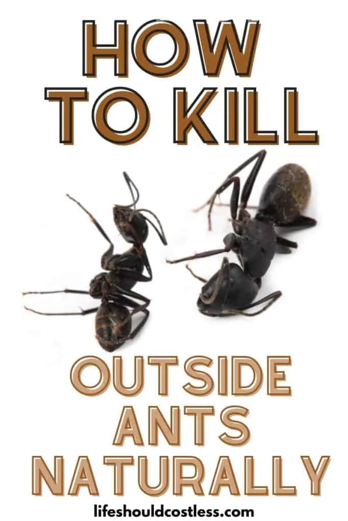 How to shop kill ants