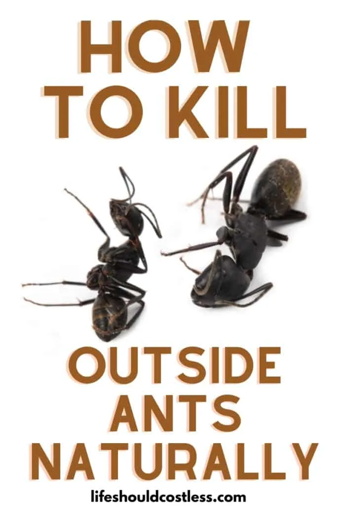 How to kill outside ants in your yard, the easy cheap home remedy.