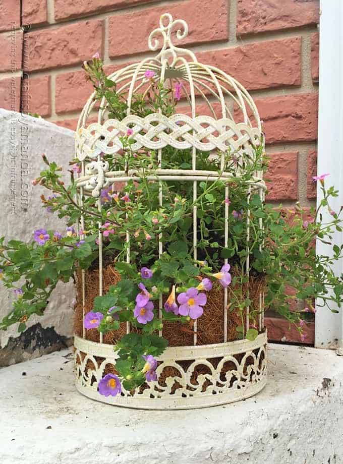 how to use an old bird cage as a planter.