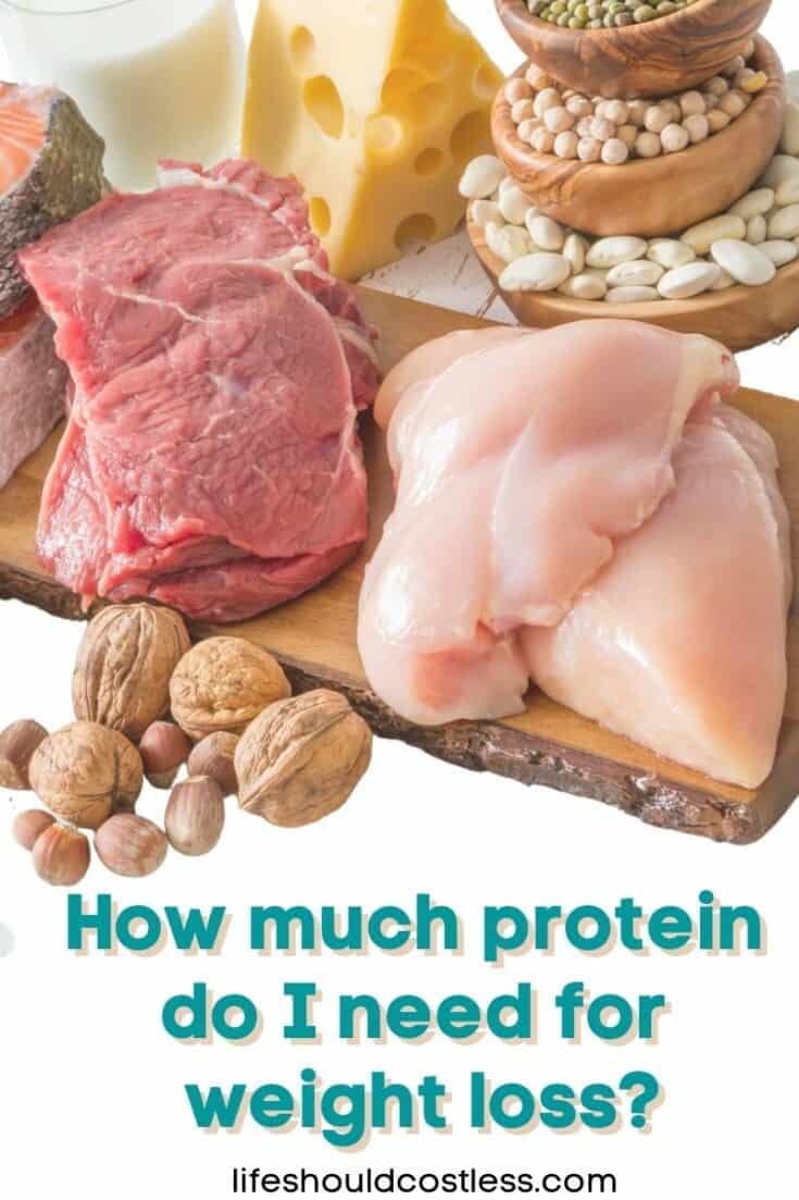 Does protein help to lose weight?