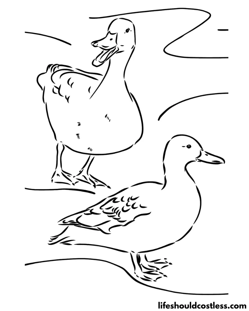 Coloring Page Of Duck Example