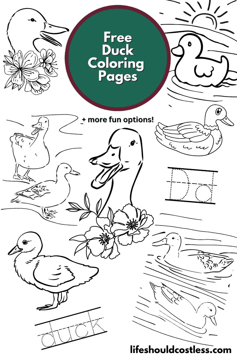 coloring pages of duck