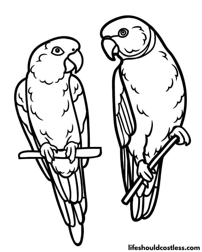Parrot Colouring In Picture Example