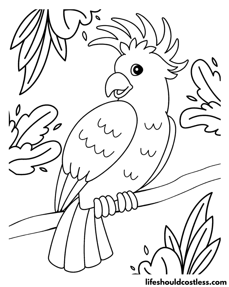 Parrot For Colouring Example