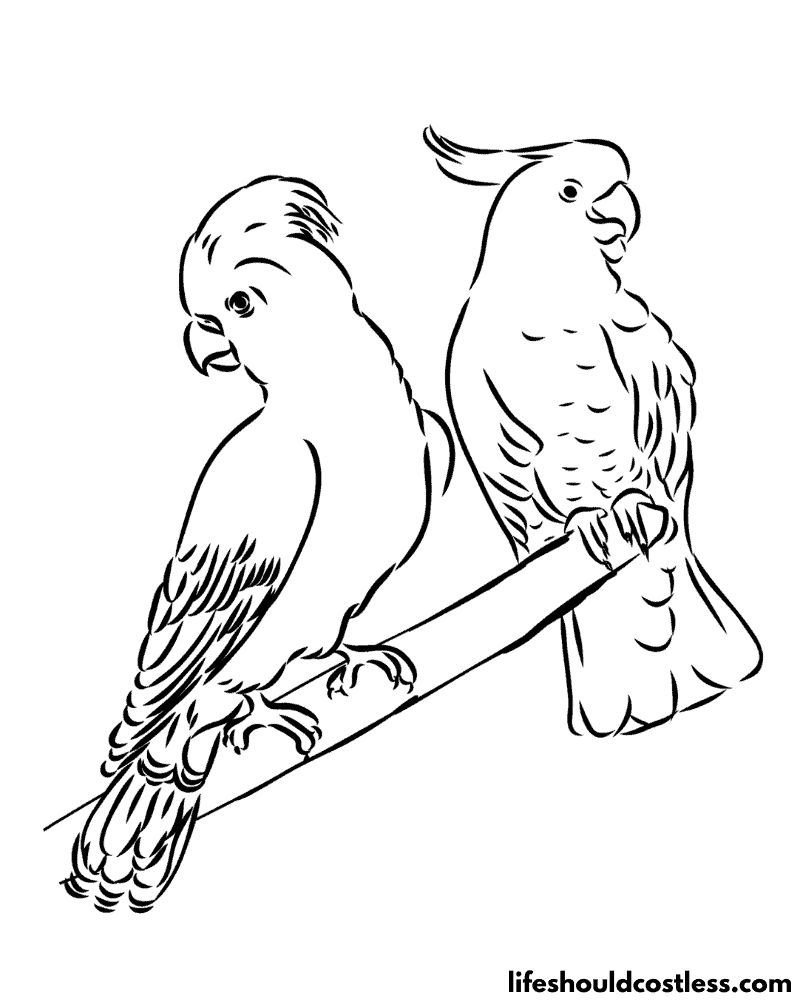 Realistic Coloring Page Of A Parrot Example