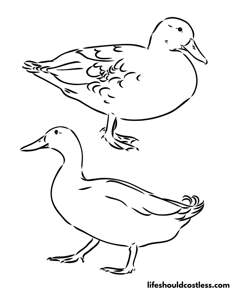 Realistic Duck Colouring Pages Example