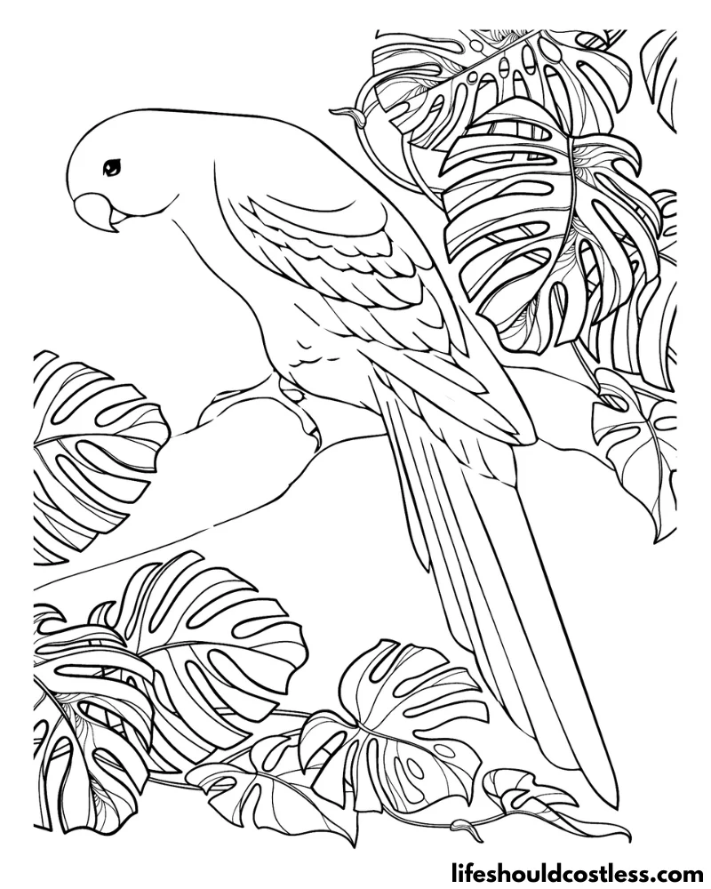 Realistic Parrot Colouring Pages Example