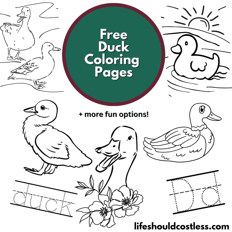 coloring page of a duck