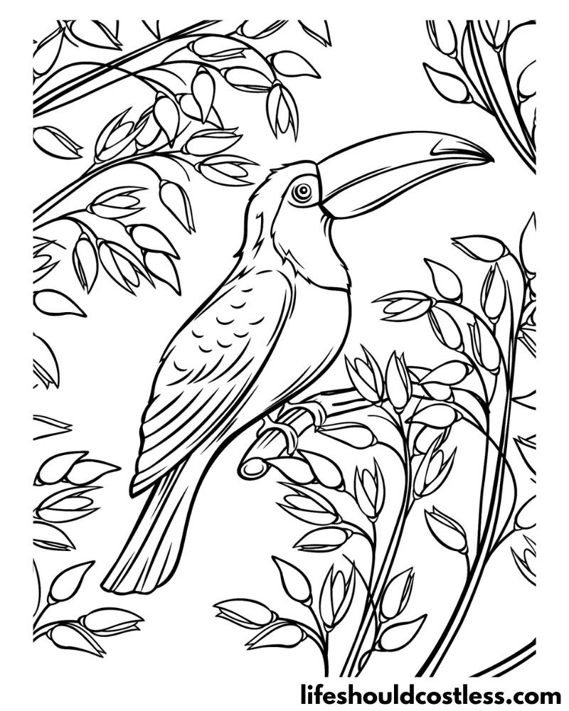 rainforest toucan flying coloring pages