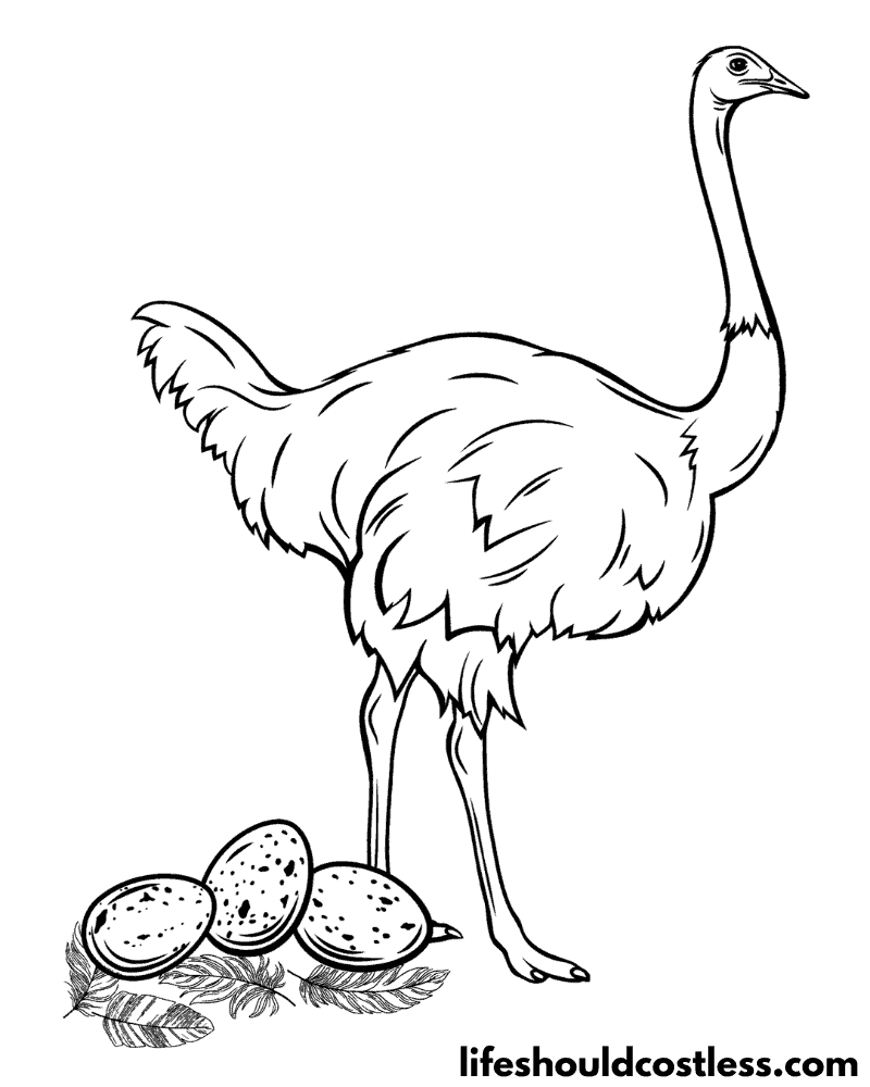 Bird Colouring Pages Example
