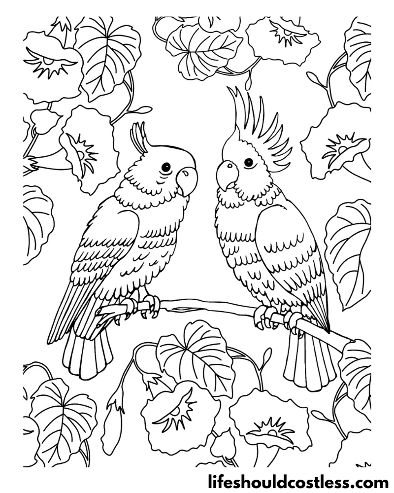 Birds Colouring Pages Example