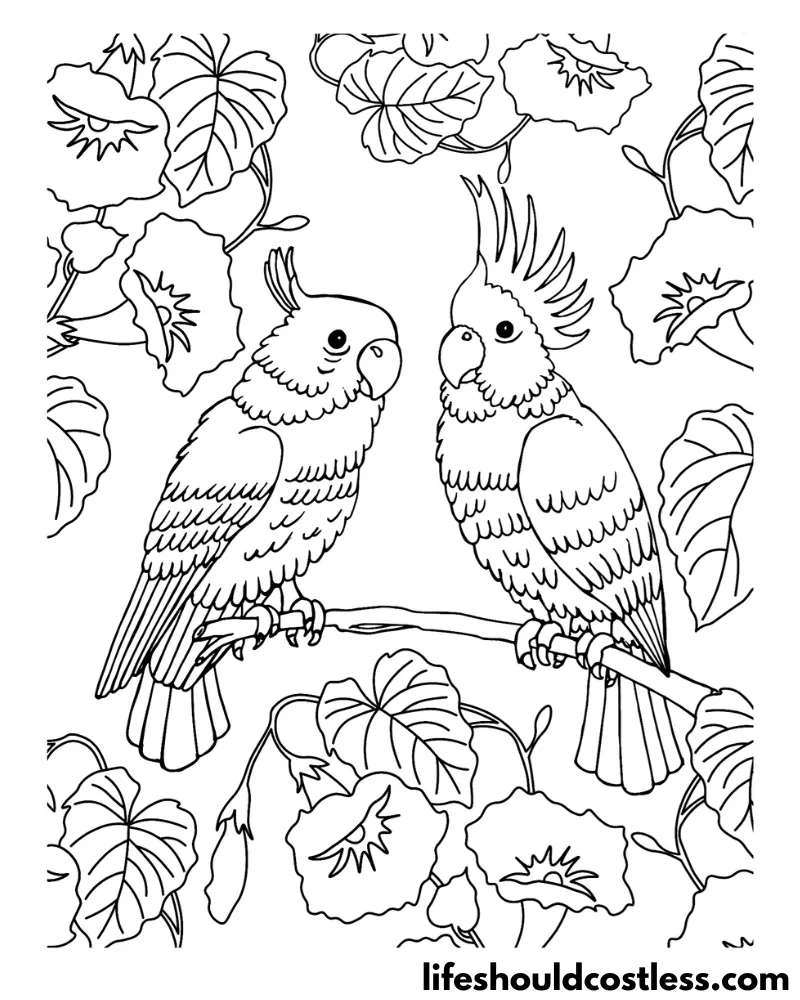 Bird Species Coloring Pages - A thru F