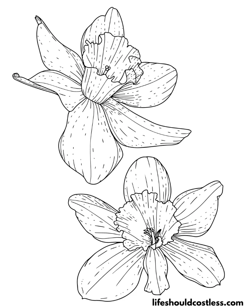 Coloring Page Of Daffodils Example