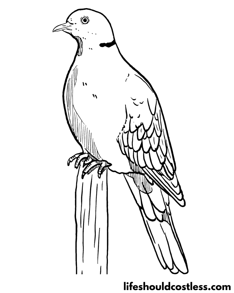 Colouring Pages Bird Example