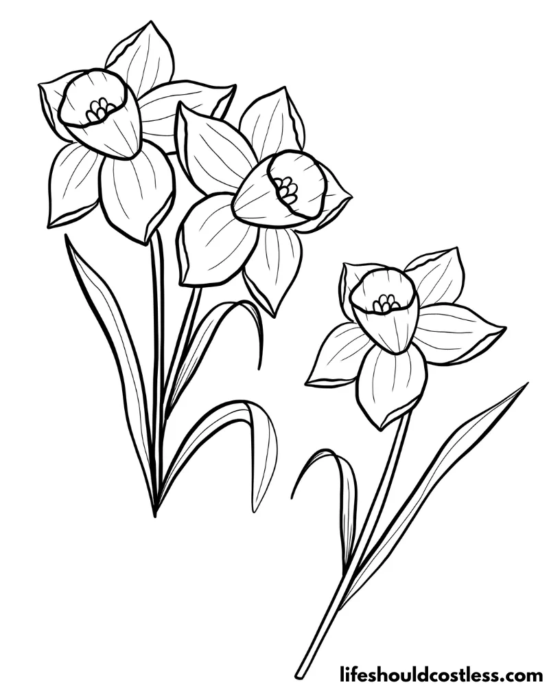 Daffodil Color Sheet Example