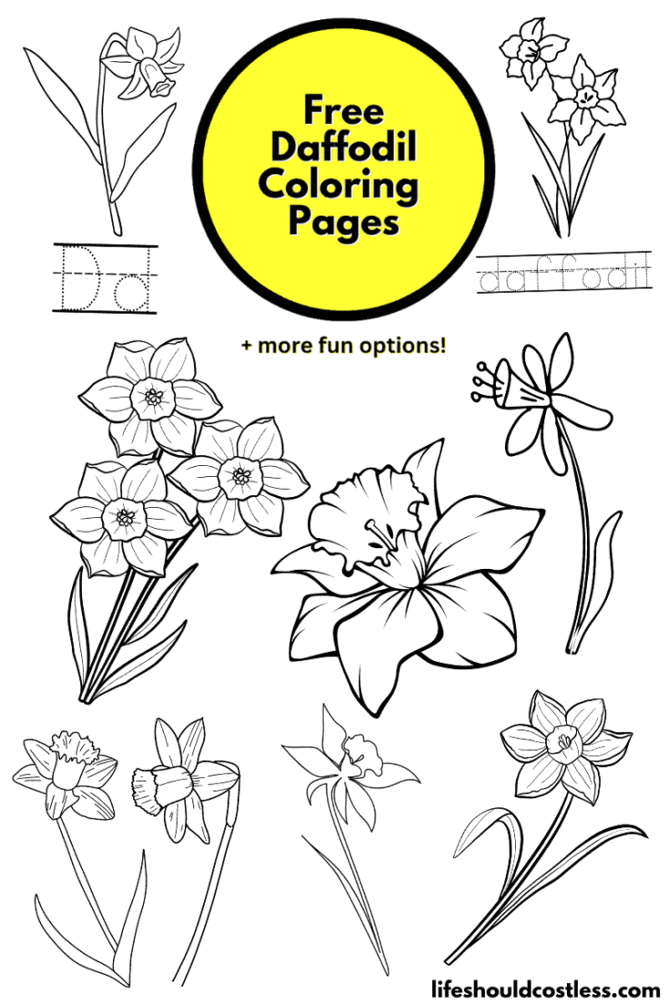 Daffodil Coloring Pages (free printable PDF templates) - Life Should Cost  Less