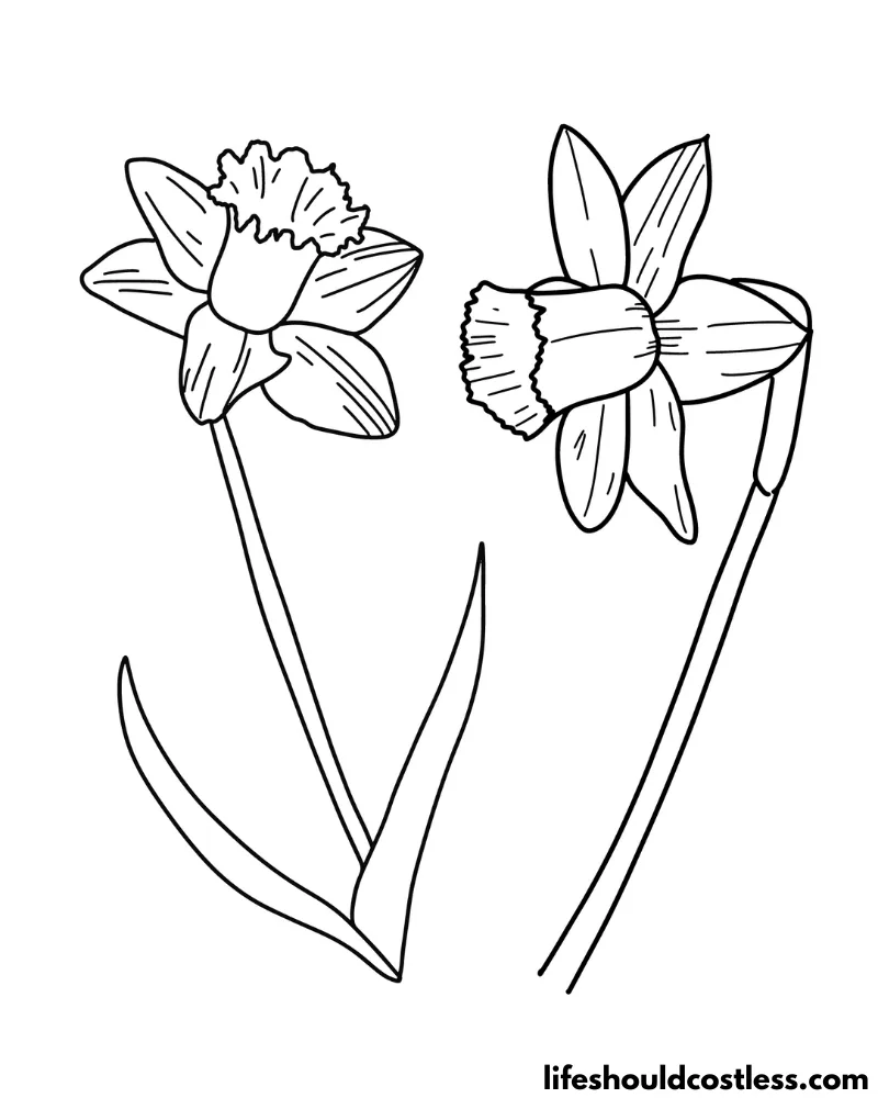 Daffodil Colouring Pages Example