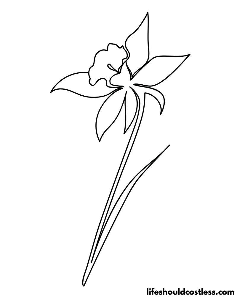 Outline Daffodil Template Printable Example