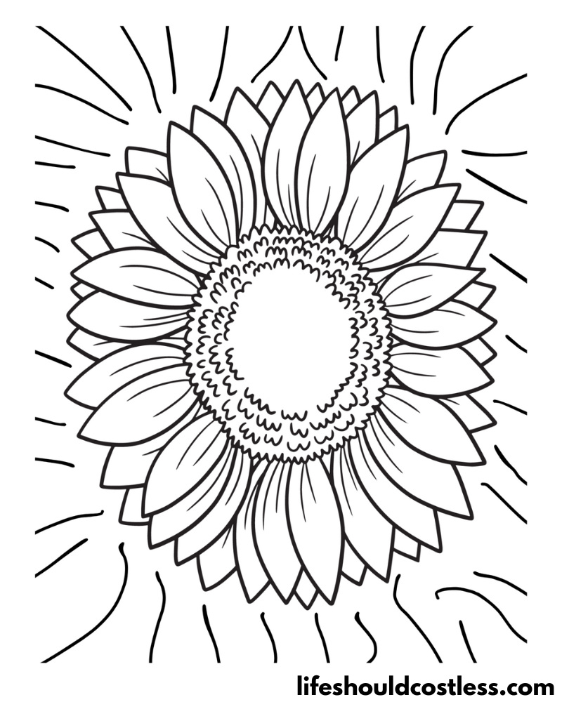Sunflower Color Pages Example