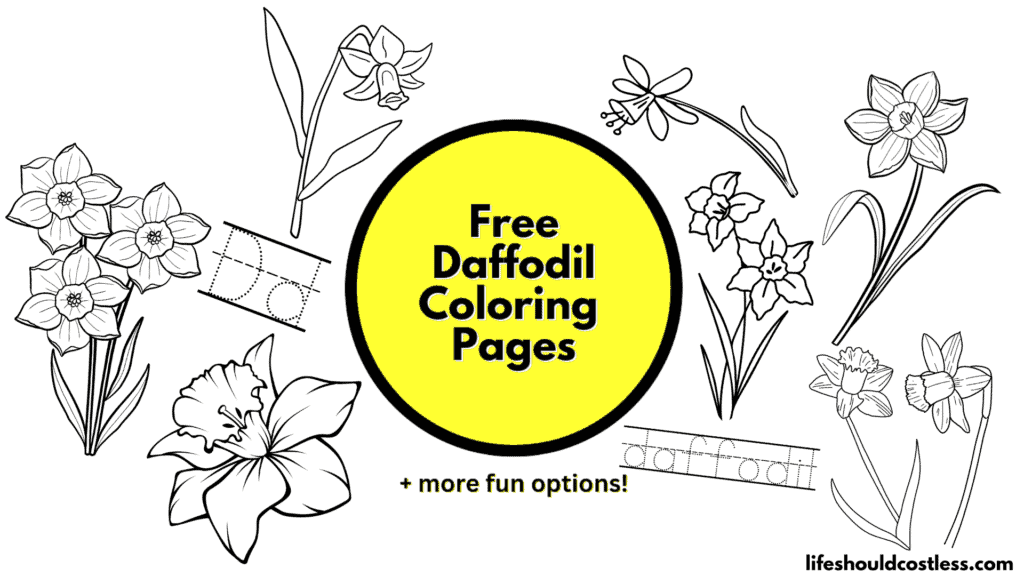 coloring daffodil