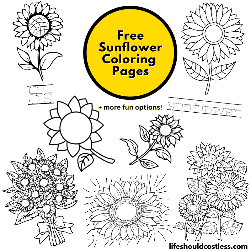 coloring pages of a sunflower