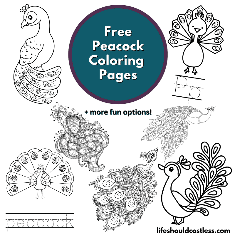 pictures of peacocks to color