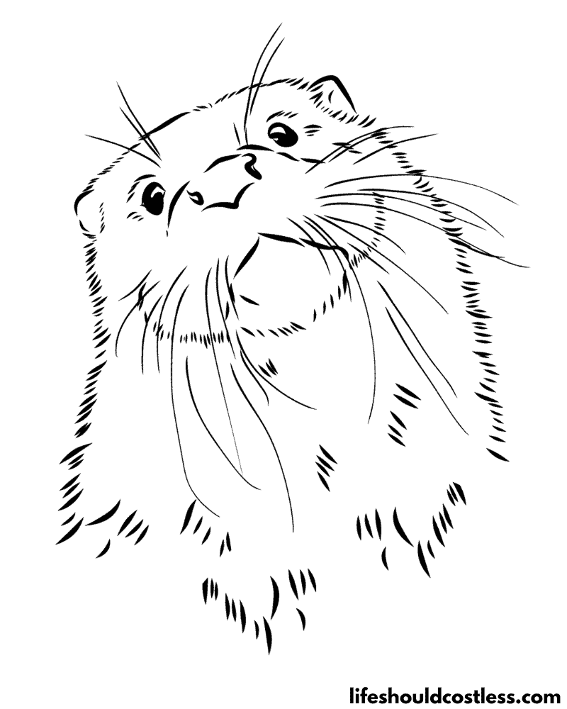 Realistic Sea Otter Coloring Page Example