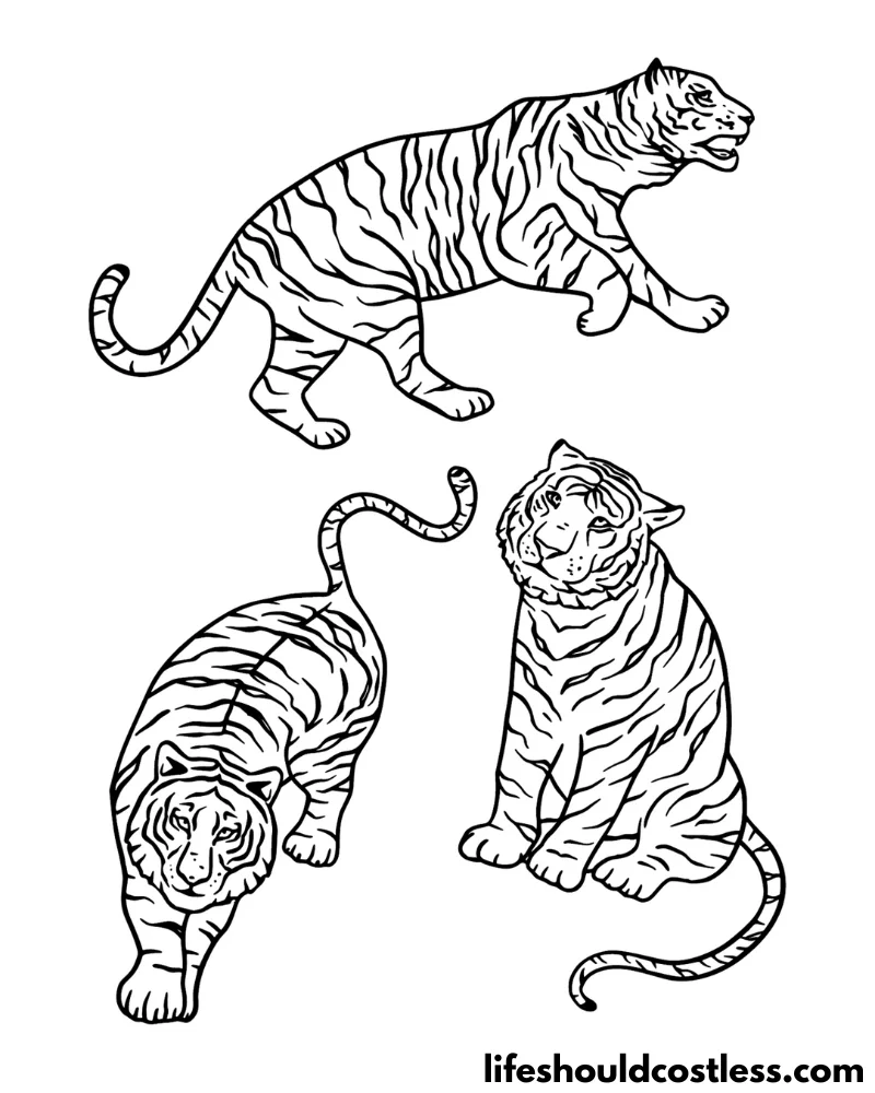 Tigers Colouring Pages Example