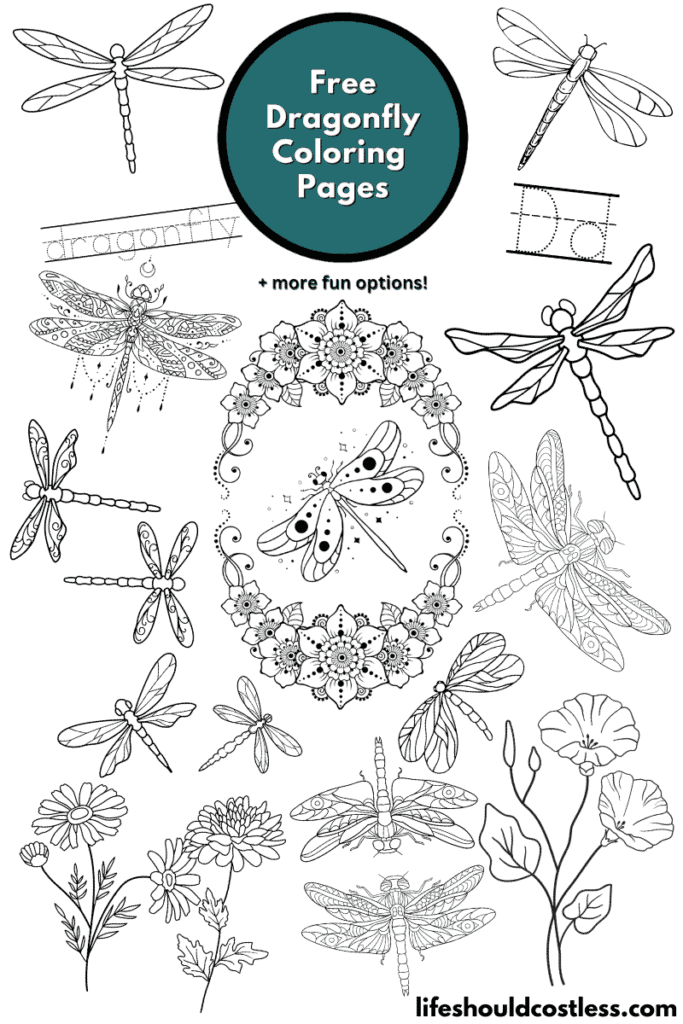 dragonfly coloring pages