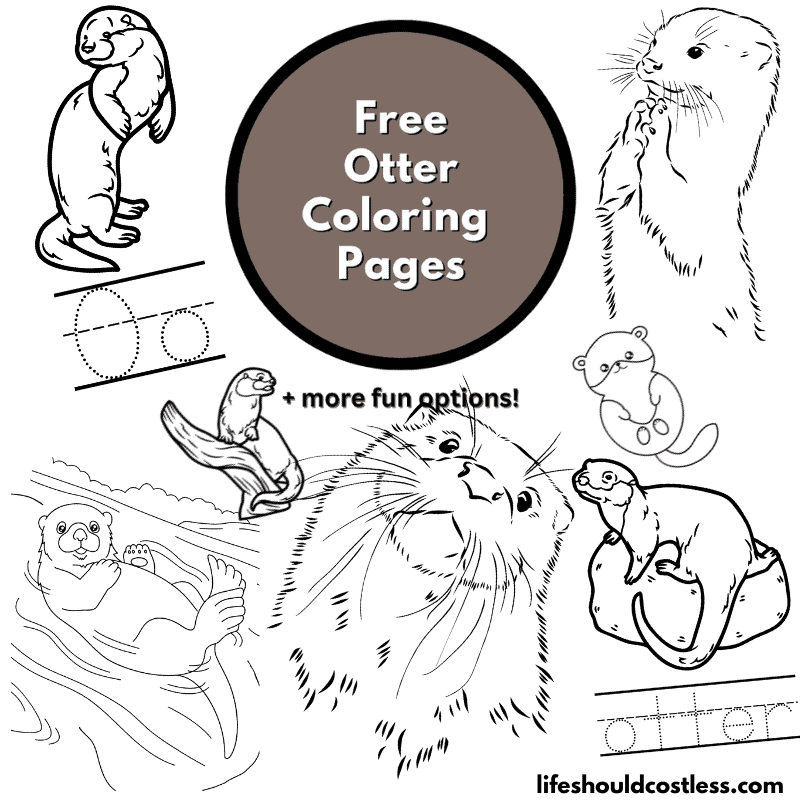 otter pictures to color