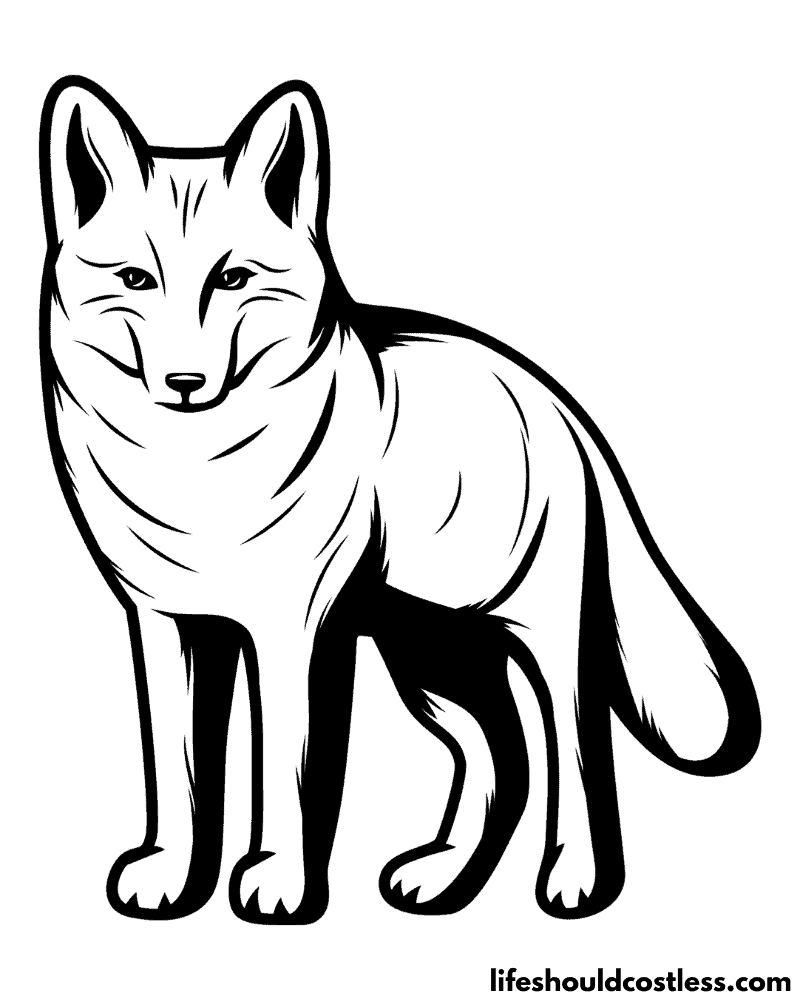Coyote coloring pages example