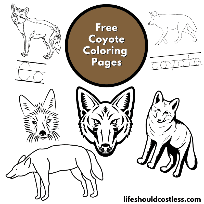color coyote