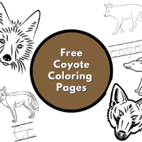 coyote coloring pages