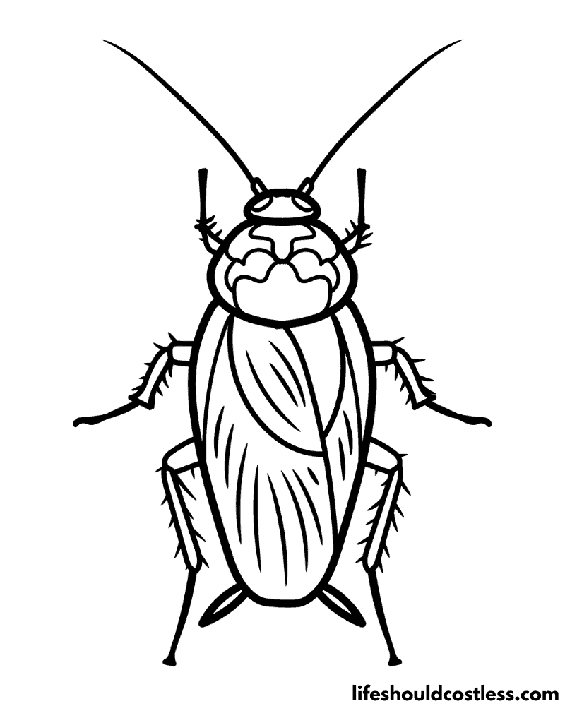Cockroach coloring page B example