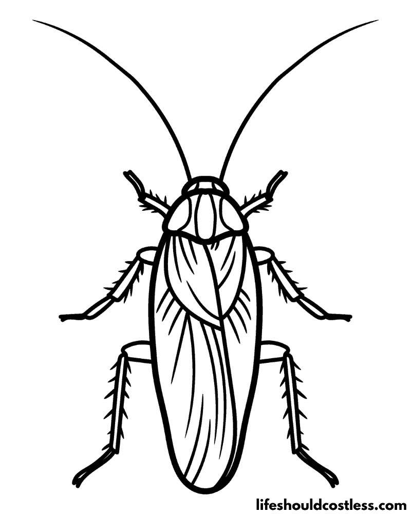Cockroach coloring page example