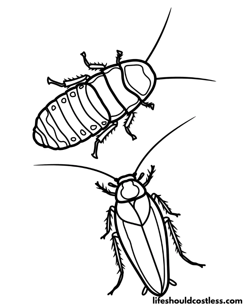 Cockroach coloring pages example