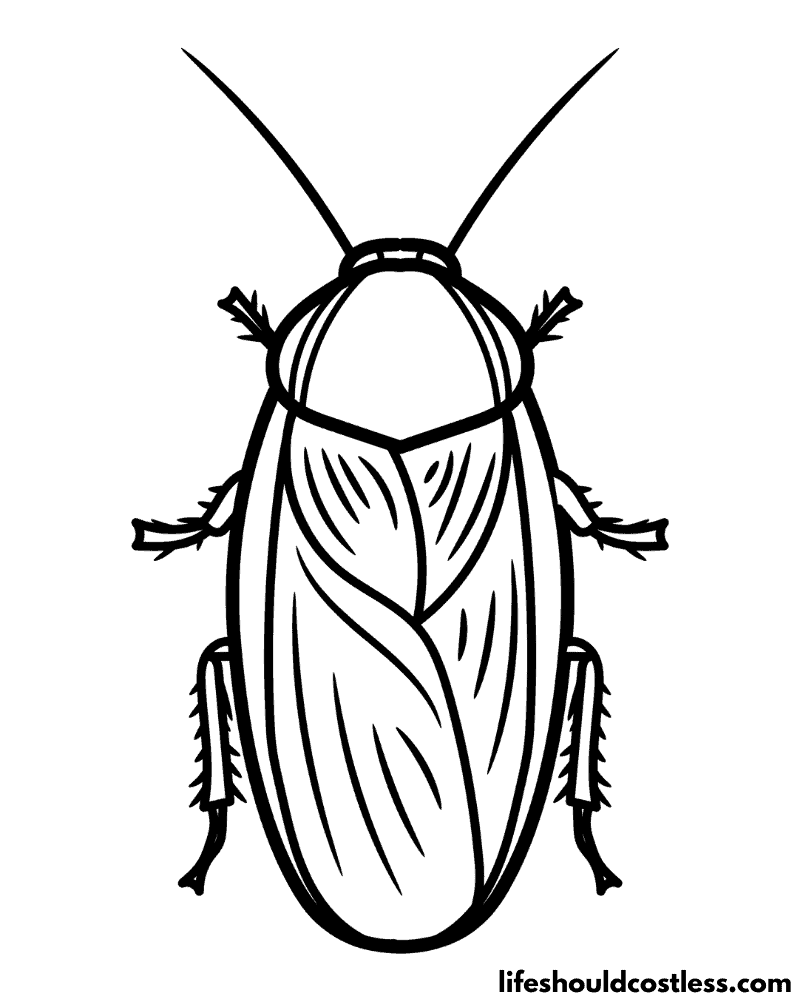 Cockroach colouring pages example
