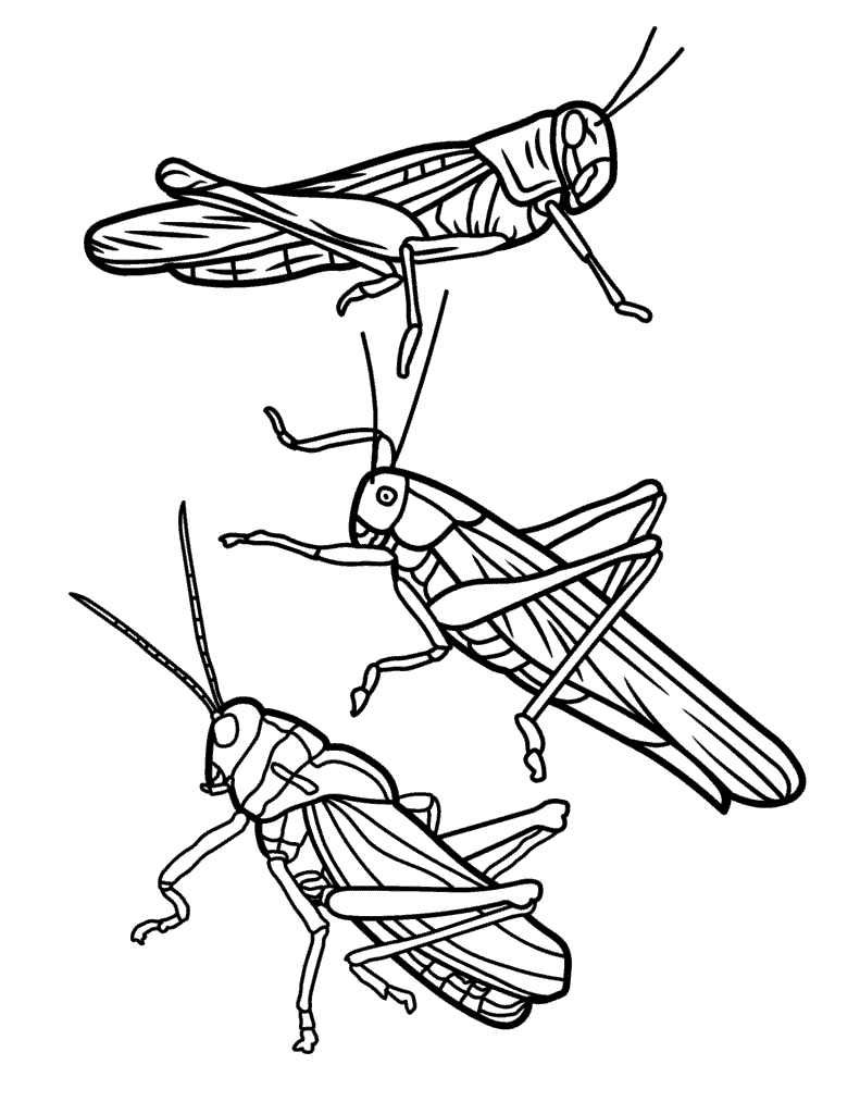 Coloring pages of grasshoppers